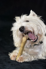 West Highland White Terrier with a chewing bone, black background and copy space