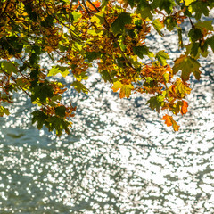 Ahornblätter im Herbst mit Bokeh am Fluß