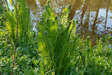 Fresh fern on the background of water