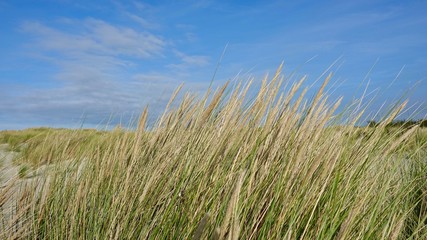 Dünenlandschaft am Meer in Zeeland, Niederlande