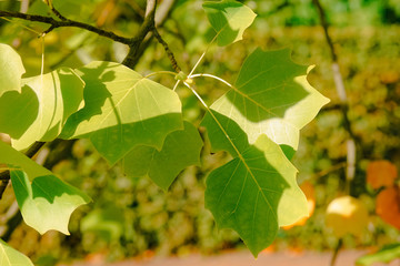 Beautiful autumn landscape with green Branch and sun. Colorful fol