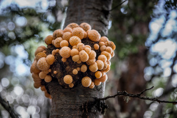 Cyttaria harioti, Ushuaia