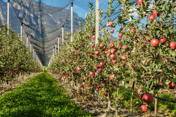 Intensive Fruit Production or Orchard with Crop Protection Nets in South Tyrol, Italy. Apple...