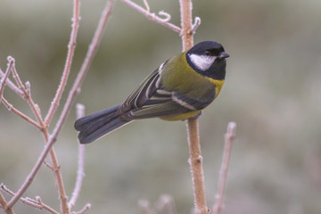 Great tit on frosty branch