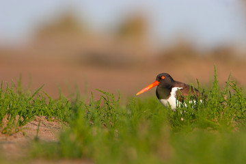 American Oystercatcher at eye view in natural habitat