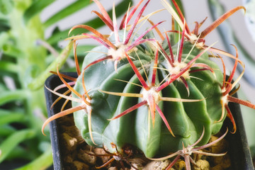 Ferocactus latispinus - a species of barrel cactus native to Mexico