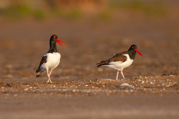 American Oystercatcher at eye view in natural habitat
