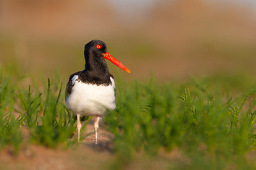 American Oystercatcher at eye view in natural habitat