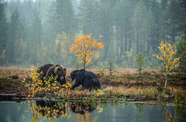 Two bears fighting in autumn forest. Ursus arctos. Natural habitat.