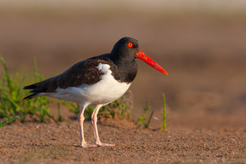 American Oystercatcher at eye view in natural habitat