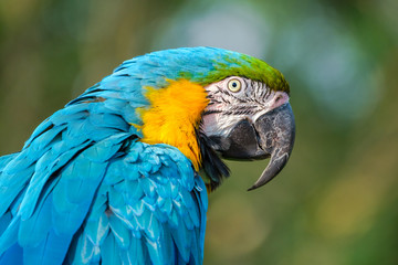 Portrait of the blue-and-gold macaw with a gorgeous blue body and dark lemon-yellow chest, native to South and Central America.