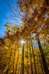Obraz premium Falls beautiful Colourful trees of the Gatineau Hills.