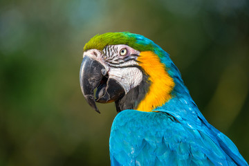 Portrait of the blue-and-gold macaw with a gorgeous blue body and dark lemon-yellow chest, native to South and Central America.