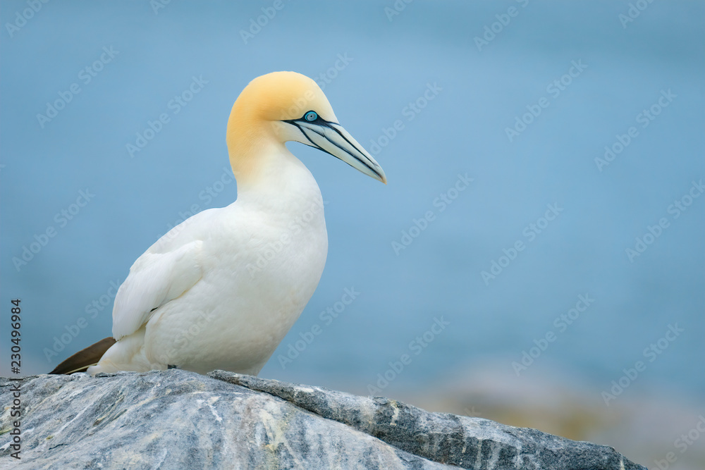 Poster Northern Gannet, Machias Seal Island