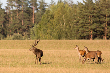 Naklejka na ściany i meble Red deer group with belling deer stag in autumn. Autumn landscape with herd of deer. Cervus Elaphus. Natural habitat.