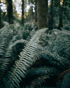 Close up of a fern plant