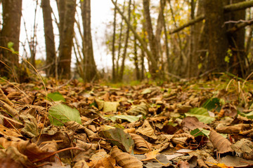 Herbst