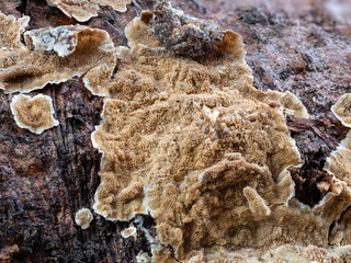Porenschwamm an totem Laubholz