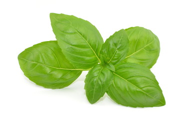 liść bazylii