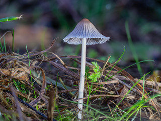 Welkender Scheibentintling