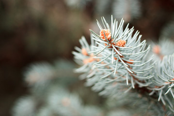 Naklejka na ściany i meble branch of blue spruce Christmas tree, selective focus