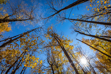 Obraz premium Falls beautiful Colourful trees of the Gatineau Hills.