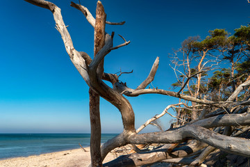 Am Weststrand auf dem Darß