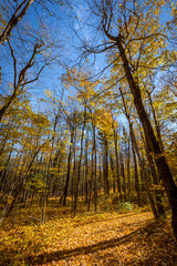 Obraz premium Falls beautiful Colourful trees of the Gatineau Hills.