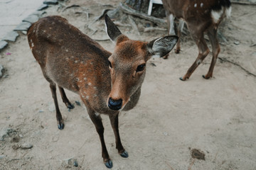 Fototapeta premium .Deer of Nara. Nara prefecture natural park around the Todai-ji temple. Photography of tourism in Japan.