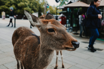 .Deer of Nara. Nara prefecture natural park around the Todai-ji temple. Photography of tourism in Japan.