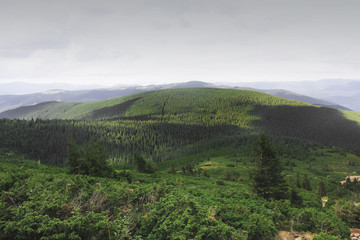 Beautiful forest and mountains