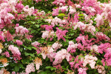 Fototapeta premium Dwarf Korean Lilac (Syringa meyeri) pink and purple flowers, and green leaves on small bush. Spring nature background.