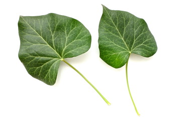 green leaf isolated on white background
