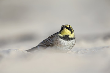  A close-up of a horned lark (Eremophila alpestris) foraging on the beach of Heligoland. White coloured sand with stones and twigs.