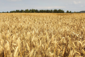 Wheat field lit by afternoon sun with forest in background.