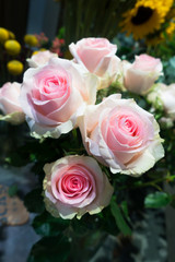 Pink Roses background