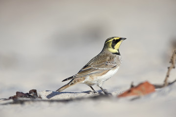  A close-up of a horned lark (Eremophila alpestris) foraging on the beach of Heligoland. White coloured sand with stones and twigs.