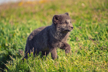 Beautiful wild animal in the grass. Arctic Fox cub, Vulpes lagopus, cute animal portrait in the nature habitat, grassy meadow in Iceland
