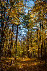 Obraz premium Falls beautiful Colourful trees of the Gatineau Hills.