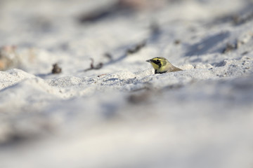 A horned lark (Eremophila alpestris) foraging on the beach of Heligoland. White coloured sand with stones and twigs.
