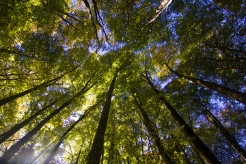 Bosque