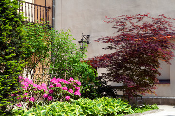 flowers in the garden