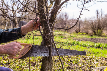 Gardener saws off the extra branches of fruit trees