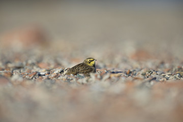 A horned lark (Eremophila alpestris) resting between coloured stones on the beach of Heligoland. White coloured sand with coloured stones and twigs.