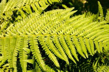 fern in the forest