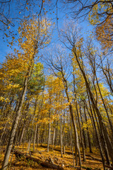 Falls beautiful Colourful trees of the Gatineau Hills.