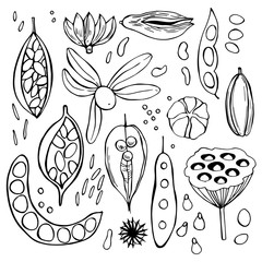 Hand drawn seedpods. Vector sketch  illustration.