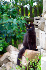 Obraz premium Black cat