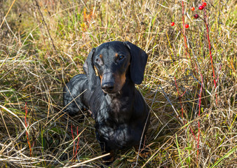 Black and tan dachshund on summer field