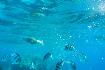 Red Sea underwater scenery with tropical fishes, Egypt